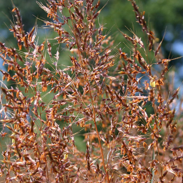 Indian Grass Sorghastrum Nutans Peacock Valley Nursery