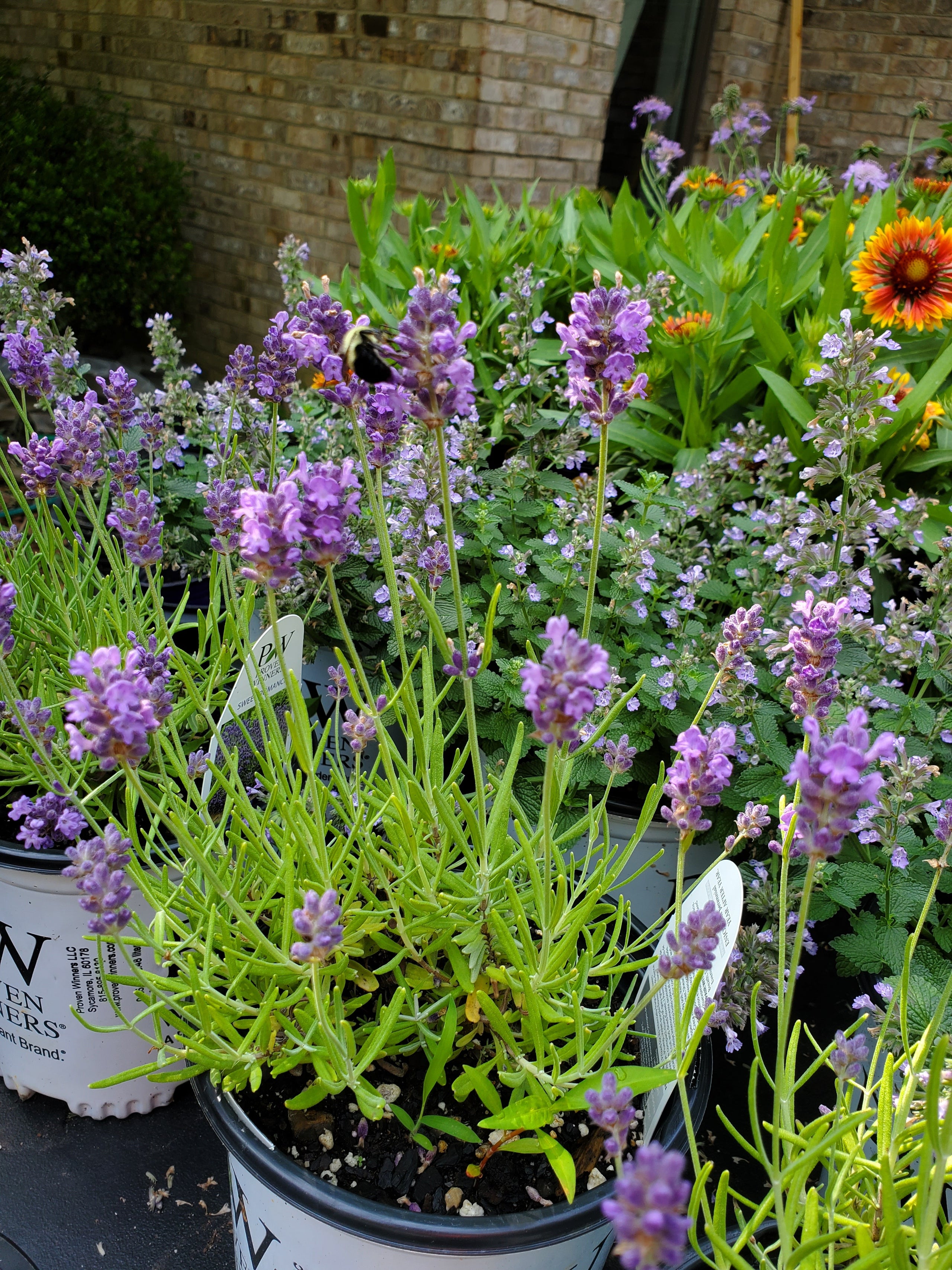 Sweet Romance® Lavandula angustifolia 'kerlavangem' USPP 23,001 Quart