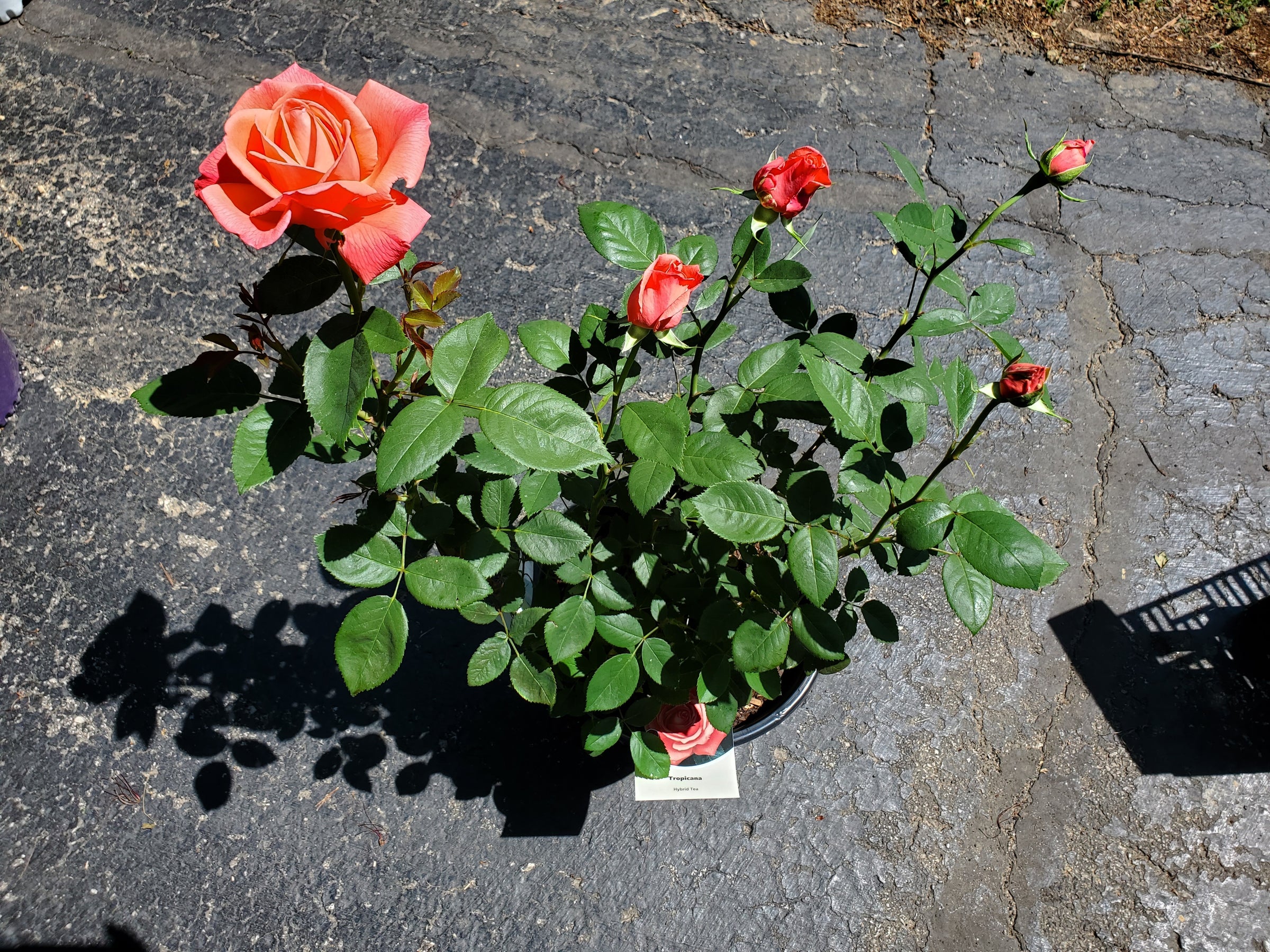 Rosa Tropicana (Hybrid Tea Rose)