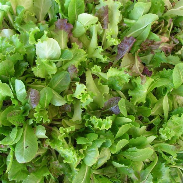 Salad Bowl Mix Organic Greens Seeds