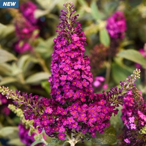 Butterfly Bush Dwarf Chrysalis™ ‘Cranberry’ Buddleia PP33845 | Peacock ...